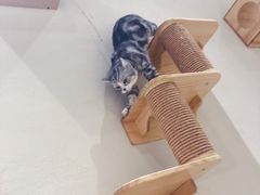 -藏猫猫咖啡主题馆(中央大道店)