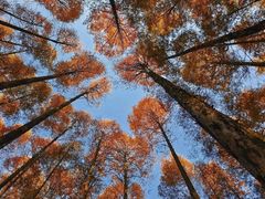 -山王坪喀斯特国家生态公园