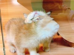 -猫十亿·布偶金渐层·曼基康矮脚猫舍(青年路店)