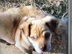 -伟伟宠物医院·CT影像中心·瑞派犬猫综合性门诊(汉口总院)
