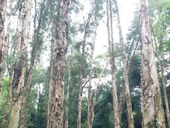 -南宁良凤江国家森林公园