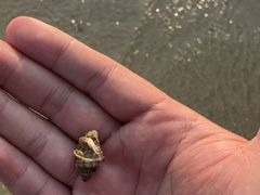 -万尾金滩