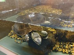 -上海大自然野生昆虫馆(东方明珠·爬宠昆虫探索中心)