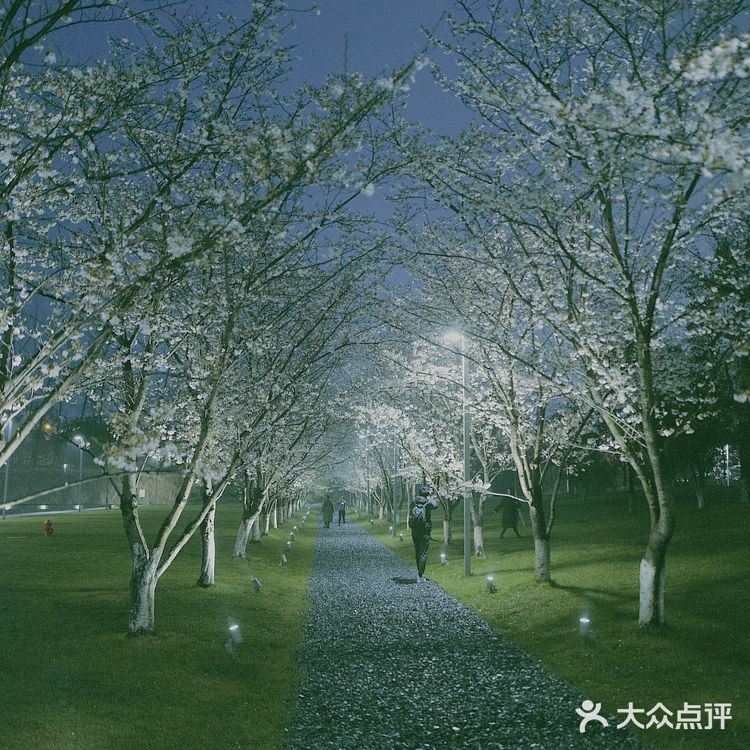 杭州樱花🌸这里晚上拍樱花！太梦幻了吧！