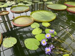 -国家植物园南园