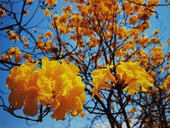 -天适樱花悠乐园