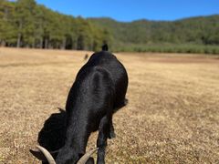 -大浪坝森林公园