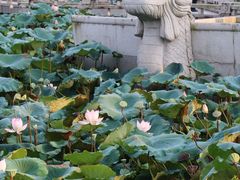 -惠州西湖风景名胜区-丰渚园