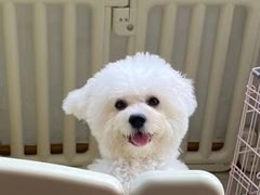 -萌宠之家·腊肠犬·马尔泰·小体犬舍