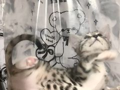 -宠颐生宠物医院外科·内科·皮肤科·影像科(石龙店)