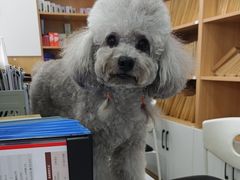 -瑞派长江宠物医院·猫科·外科·24小时夜护(谊城公寓分院)