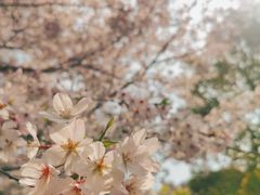 -上海滨江森林公园