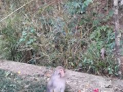-姑婆山旅游区