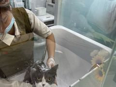-爱洗澡的猫(望京店)