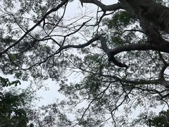 -广东惠东海龟国家级自然保护区