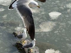 -烟墩角天鹅湖