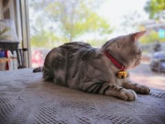 -平行世界·猫咖(首经贸店)