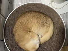 -lincat·猫舍(广州店)
