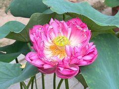 -莲花池公园