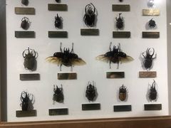 -上海昆虫博物馆