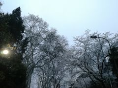 -武汉大学-樱园