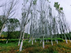 -东郊湿地公园