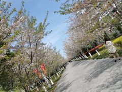 -高东镇樱花园