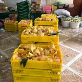 新鲜的葡萄🍇翠冠梨🍐