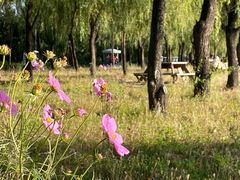 -野鸭湖国家湿地公园