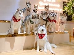 -Husky Go! 哈士奇体验馆·宠物咖啡厅狗咖