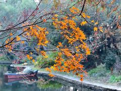 -上海共青森林公园