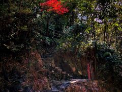 -花岩国家森林公园