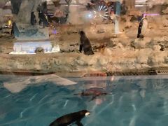 -帝企鹅自助餐厅•儿童岛•真企鹅(长隆企鹅酒店)