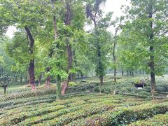 -野蔓果·山野菜(西湖景区·龙井茶田店)