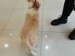 -惠康宠物医院(华能路店)