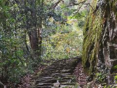 -天目山大树王景区