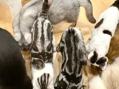 -有喵·猫咖·狗咖·30几只猫10只小狗(岗厦店)