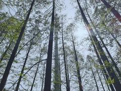 -上海滨江森林公园
