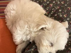 -瑞派宠物医院·犬猫全科·猫友好(宾水西道店)