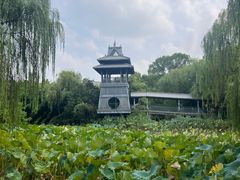 -金鸡湖桃花岛