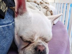 -怪兽屋·羊驼·猫咖·狗咖(俊华广场店)