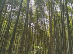 -石台牯牛降景区