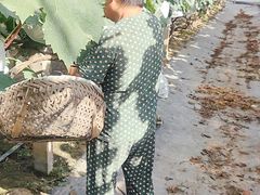 -马陆小张葡萄园农家乐