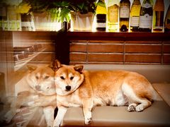 -肆海小川菜酒馆Wine Bistro (青年路店)