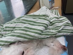 -爱侣宠医·鹦鹉专科·小型哺乳类·异宠专科(灵石路店)