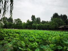 -莲湖公园