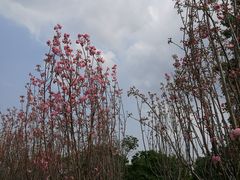 -天适樱花悠乐园