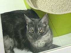 -青奢宠物·青奢猫舍