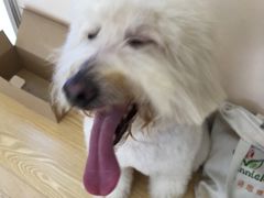 -芭比堂动物医院·24小时·眼科中心(深圳中心)