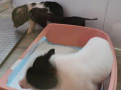 -猪盟咖啡店(玖洲道店)